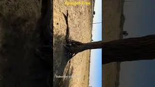 Haunted tree#youtubeshorts #ytshorts #reel #