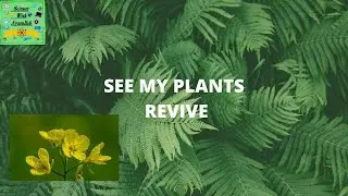 How does plants revive after drooping| plants revive|science experiment|Sciencewith Ayazullah