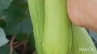 harvesting ghee torai at home/ my little garden