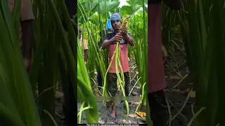 These farmers earn millions from taro leaves 😯l #taro #farming
