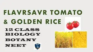 FlavrSavr Tomato & Golden Rice I Principles and Processes of Biotechnology I Botany I Class 12 |NEET