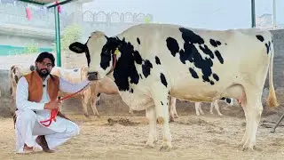 Top Quality HF Breed Available at hussain Dairy Farm || 50 Liter Milk Per Day