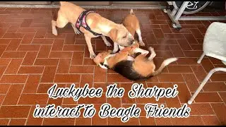 Luckybee The Sharpei Interact with Beagle Lunabee and Lemonbee