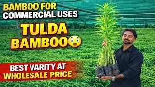 Best Bamboo Plants for Commercial Use | Tulda Bamboo Strong & Healthy Plants Wholesale Nursery India