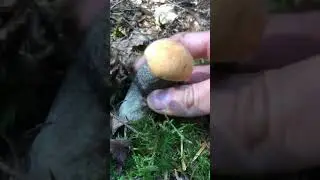 Leccinum versipelle