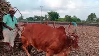 new Bullock Cart Ride | Bullock Cart Ride 😱 amazing video village all'working