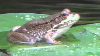 Frog on a Lily Pad