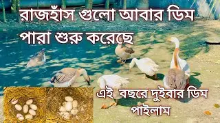 এক বছরে দুইবার ডিম পাইলাম আমার রাজহাঁস থেকে সবগুলা রাজহাঁস আবার ডিম পারতেছে
