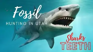 Sharks Teeth Fossil Dig on Top of Mountain in Utah | Ancient Ocean Fossils Discovered