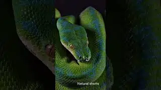 Story of dangerous python snake #python snake#shorts