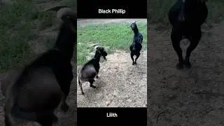 Omg.. More Goat Drama!