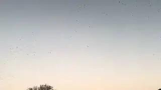 Birds Migrating South as Arctic Blast arrives!