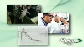 Pulse NeedleFree Systems Swine Vaccination Video 3 45 seconds, HD