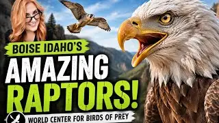 Boise Idaho| World Center Birds of Prey| Things to Do| The Peregrine Fund