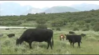 The Legacy of Cattle in Colorado: The families who raise beef