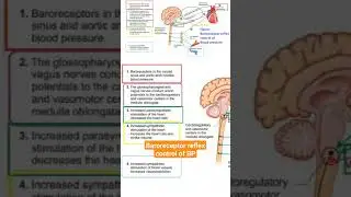#baroreceptor control #bloodpressure #basicscience #shock #orthopaedicsurgery #postgraduates