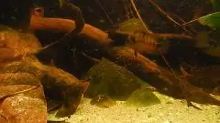 Cryptoheros Nanoluteus (Yellow Convict) with Babies