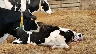Cow farming in Italy 🐄🐄🐄🐄🐮🐮
