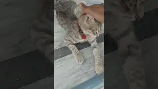 Moments with kitty part 1