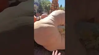BIGGEST Pumpkin in the World! #HalloweenWithShorts