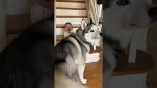 Hero Husky Saves Baby from Falling Down the Stairs! ❤️🐺