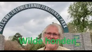 Wilde honden