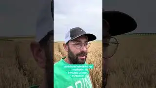 Hybrid rye varieties: