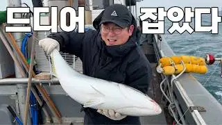 가게에 방어가 없어서 직접 1035원 채비로 마라도 50만원짜리 특대방어 잡으러 왔습니다!? 리얼 전투낚시
