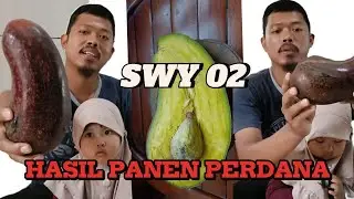 REVIEW HASIL PANEN SWY 02 dan K533 |  TERBUKTI GENJAH dan BERHASIL ENAK‼️#alpukat