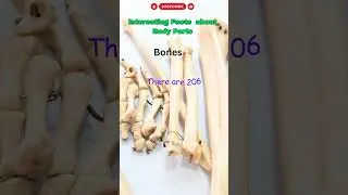 Bone Basics   Amazing Facts About the Human Skeleton