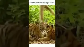 Gibbons Love to Play Dangerously #viral