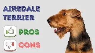 Airedale Terrier: pros and cons
