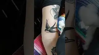 Want to see something cool? #swallowbirdtattoo #swallowtattoo #swallows #fyp #birds #birdtattoo