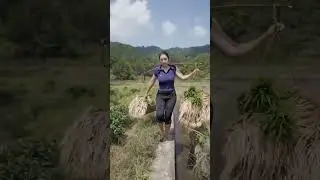 Chinese rural women planting rice