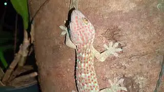 Spider and gecko.