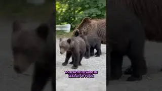 Unbelievable Bear Intelligence Revealed! #naturecuriosities