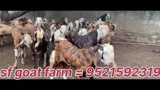  Goat Selling Complete Guide