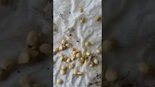 faire germer des piments poivrons sur un saupalin mouill&eacute; r&eacute;sultats garentit