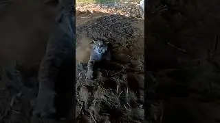 Trapped Aggressive Bobcat using a litter box set #trap #bobcats #fyp #wildlife #nature #shorts #cat