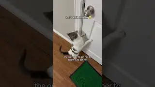 she loves to go outside #cats #catsoftiktok #cattok #foryoupage