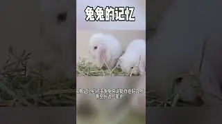 The Adorable Adventures of Tuti - Who Doesn't Want a Fluffy Bunny Like This?...
