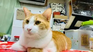 夜の保護猫ハウス　Saved Cats’ House “Shinshu-Nekobiyori” at night