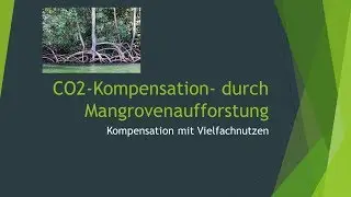 CO2 Kompensation mit Mangroven