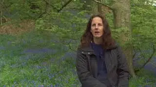 DerwentWISE - Lea Wood