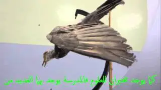 فلم وثائقي عن مدرسة الخليل بن شاذان