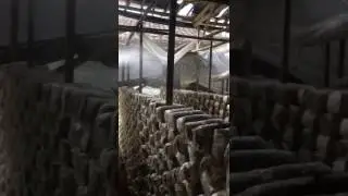 mushroom growing house humidification