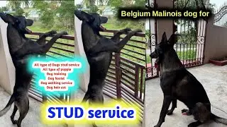Top quality Belgium malonois dog for stud service in telugu/63041 70106 /aj pets 