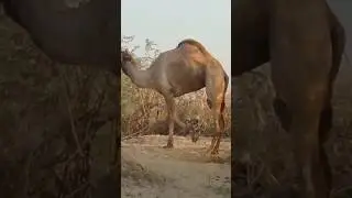 #camelpose #camelstory #camelslife #shortvideo