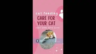 FEEDING POOR CATS TO HELP THEM SURVIVE  #shorts