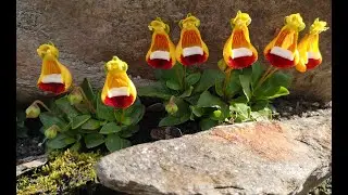 Darwin&rsquo;s slipper plant from Patagonia - Calceolaria uniflora!